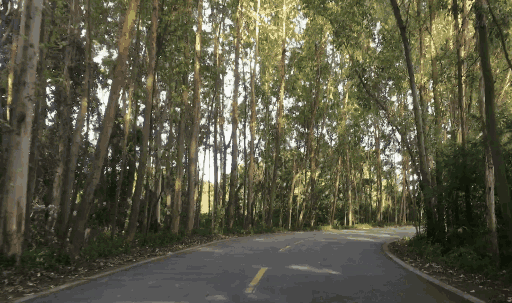 玩乐 可是,我们环绕整个森林公园一圈,依旧一无所获,只好询问路人.